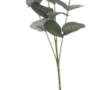 Koriste-eukalyptus 70 cm