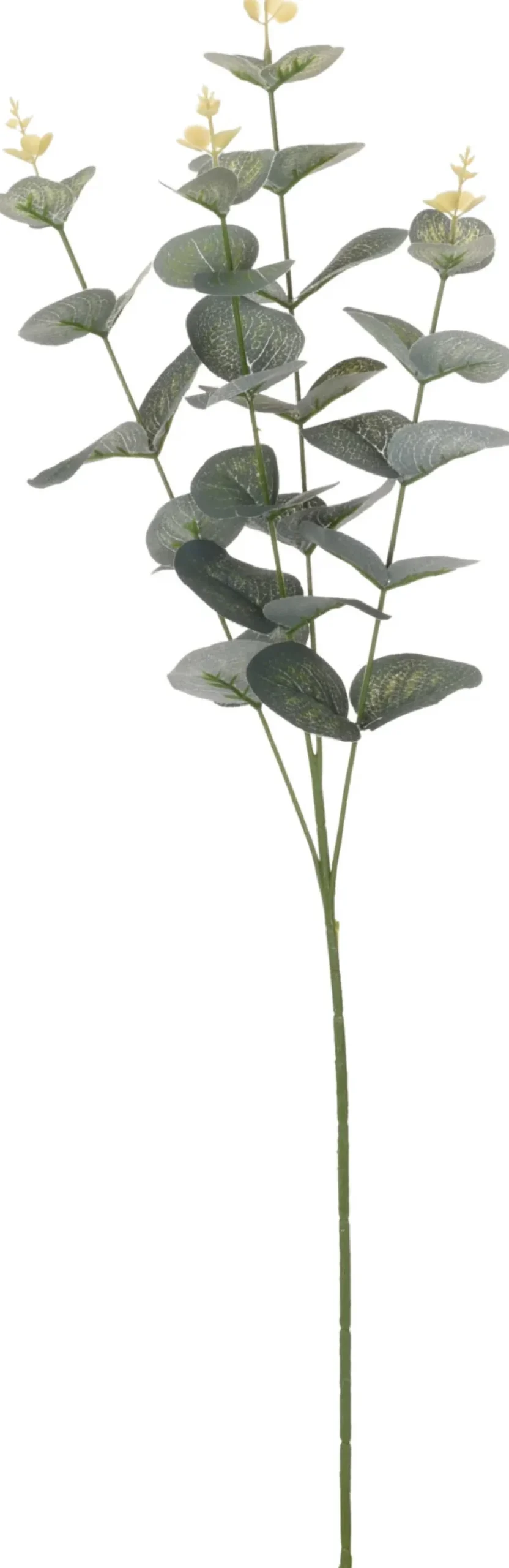 Koriste-eukalyptus 70 cm