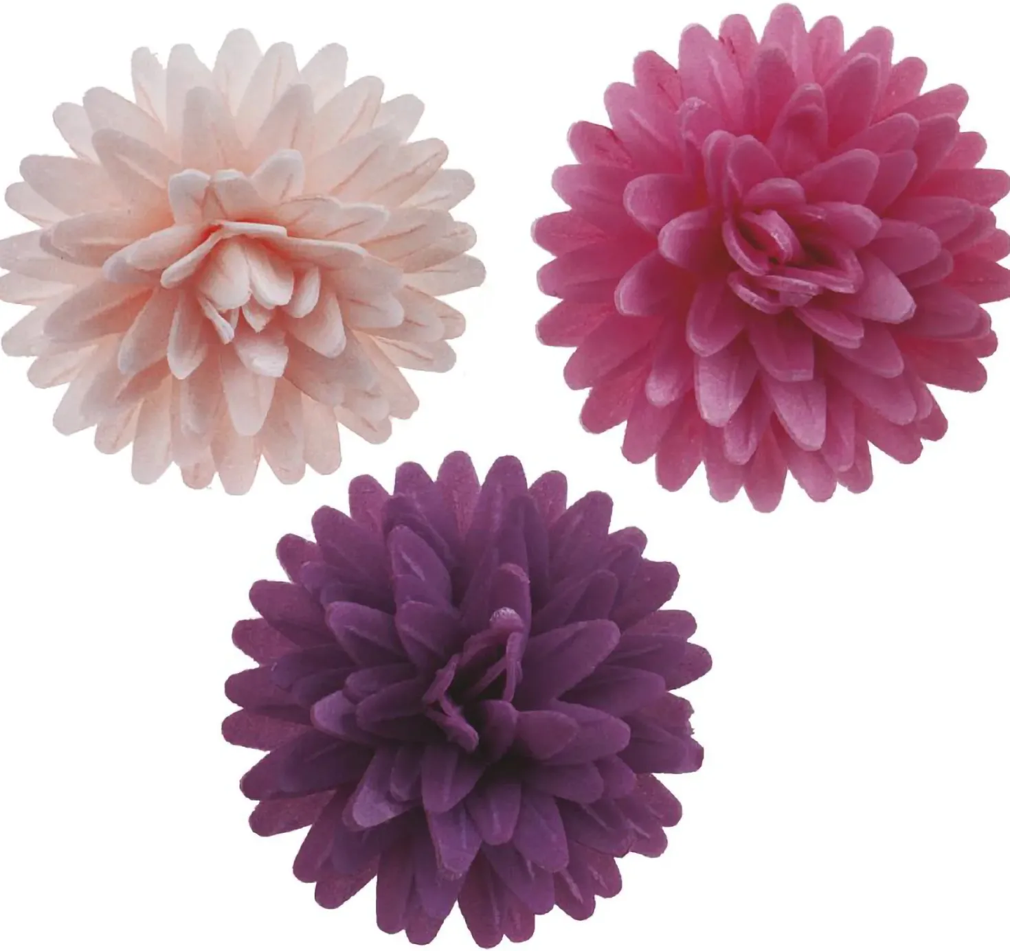 Syötävä koriste, Dahlia 12 kpl